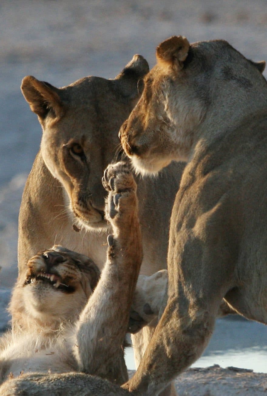 Lions à Etosha
