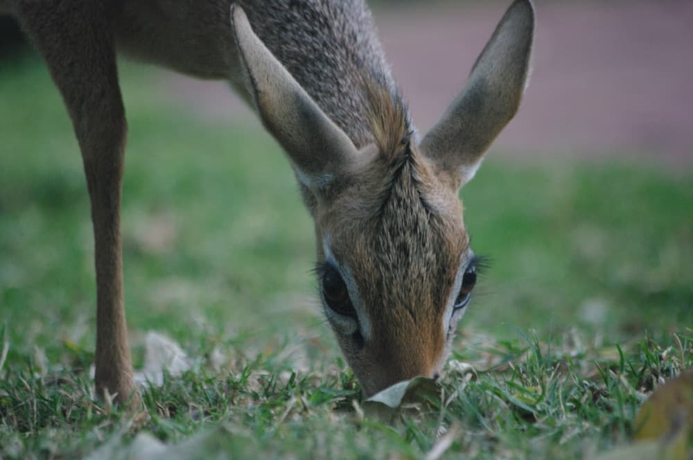 Dik-dik discret