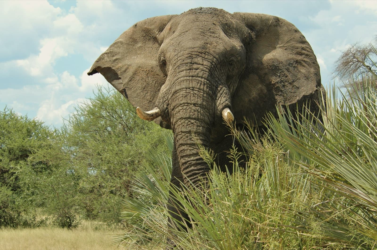 Éléphant dans la savane